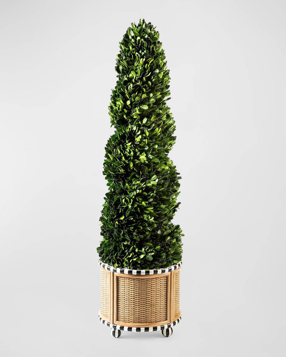 Medium Preserved Spiral Boxwood Topiary in Basketweave Base - 34"