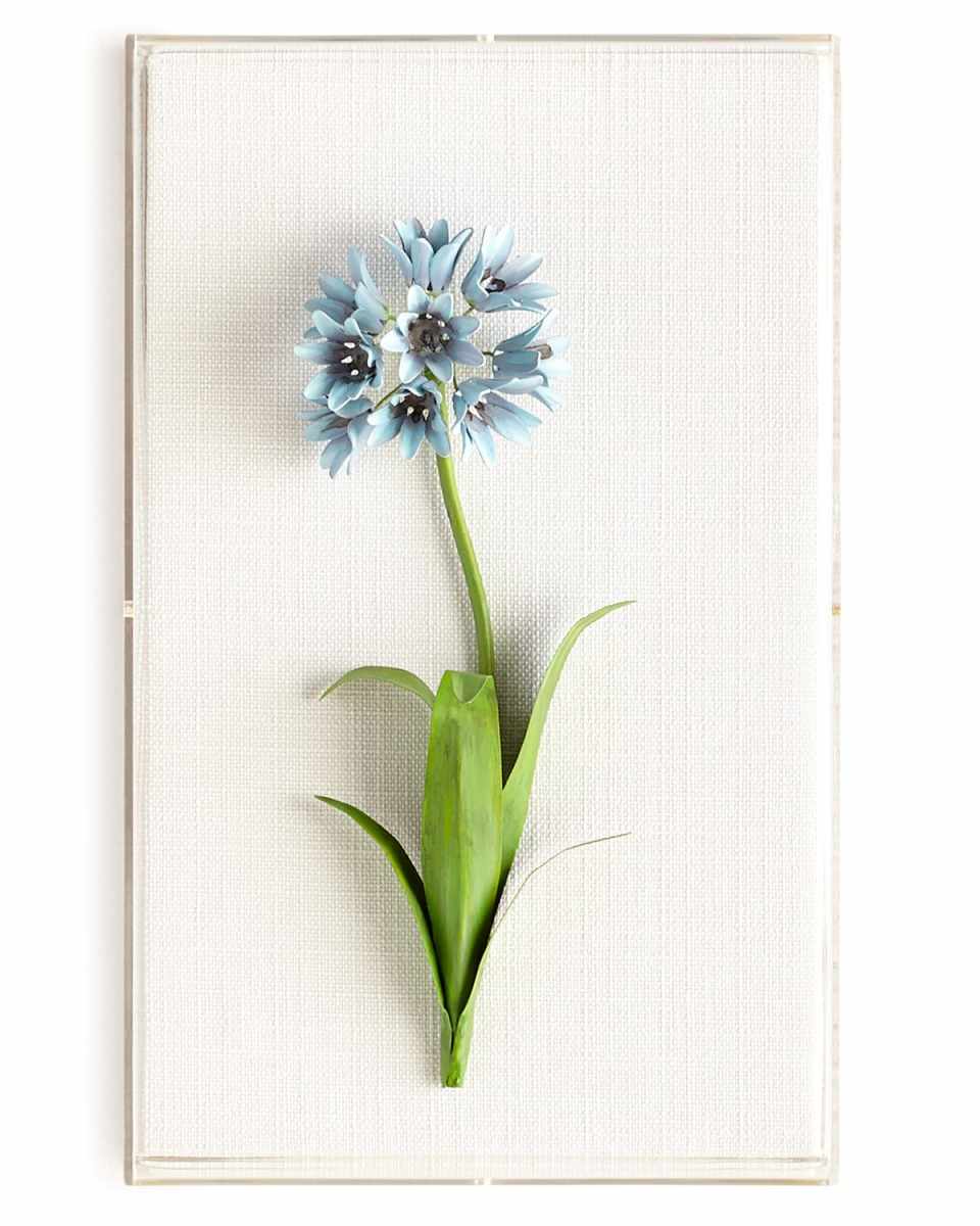 Original Painted Agapanthus Study