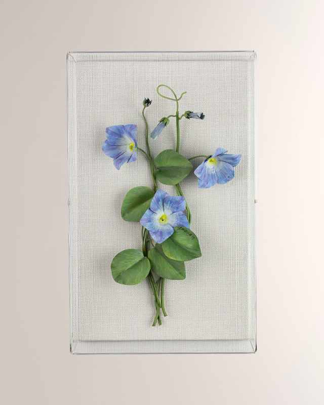Morning Glory September Birth Flower Wall Art