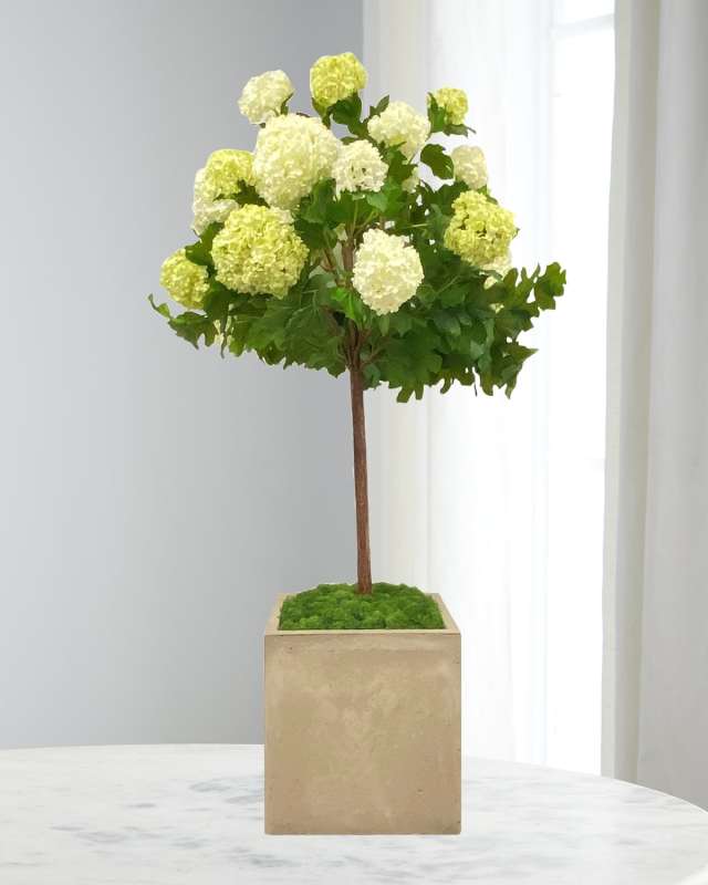 Snowball in Square Pot