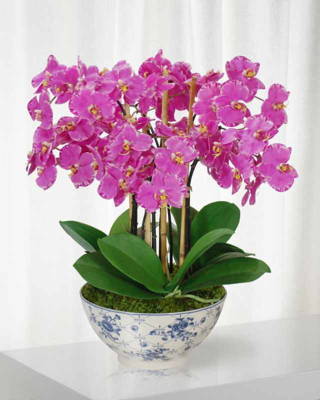 Orchid in Rose Trellis Bowl