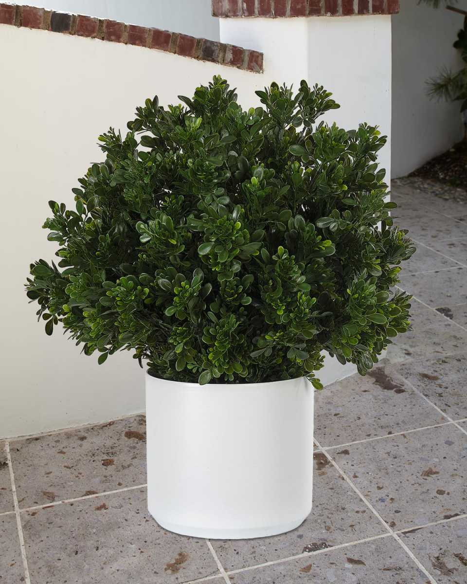 Faux Boxwood In Ceramic White Pot, 28"T