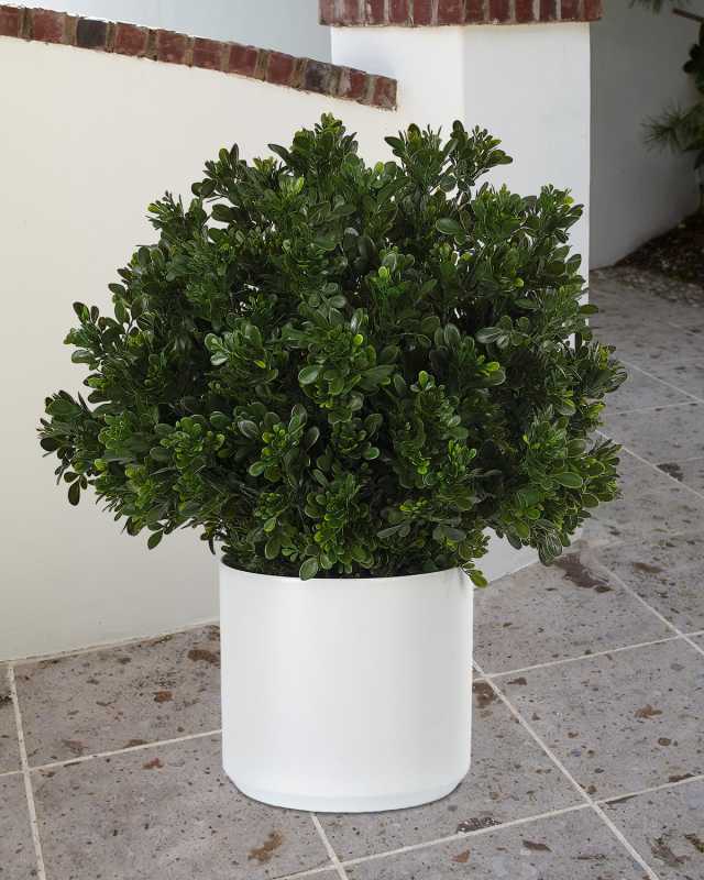 Faux Boxwood In Ceramic White Pot, 28"T