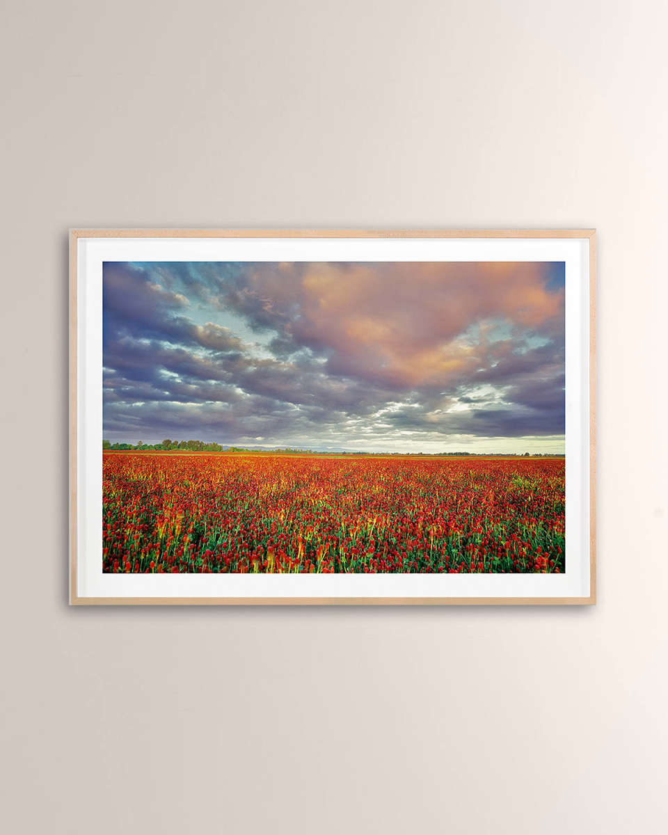 "Crimson Clover" Digital Art Print by PhotoDF