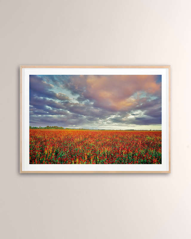 "Crimson Clover" Digital Art Print by PhotoDF