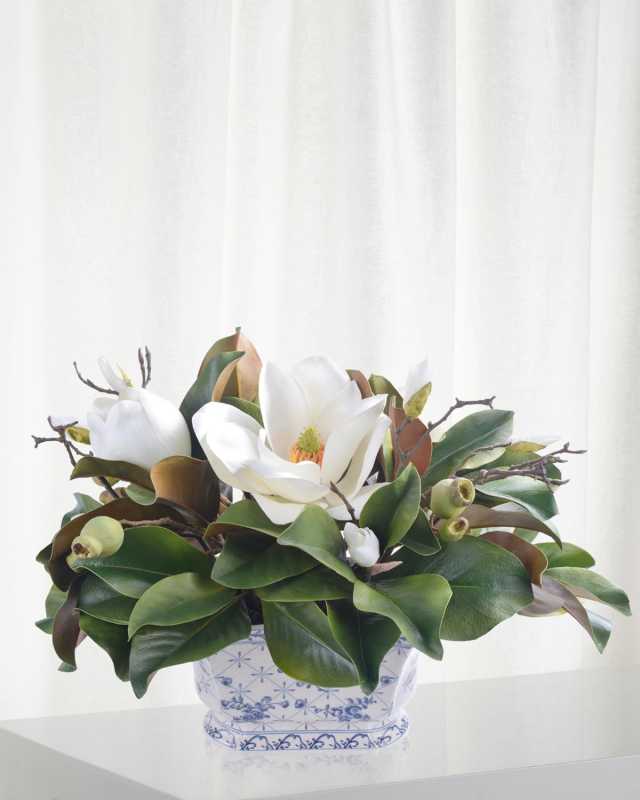 Magnolia in Pot